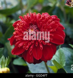 Dahlia - `Comet' (Anemone)   BUL013734 Stockfoto